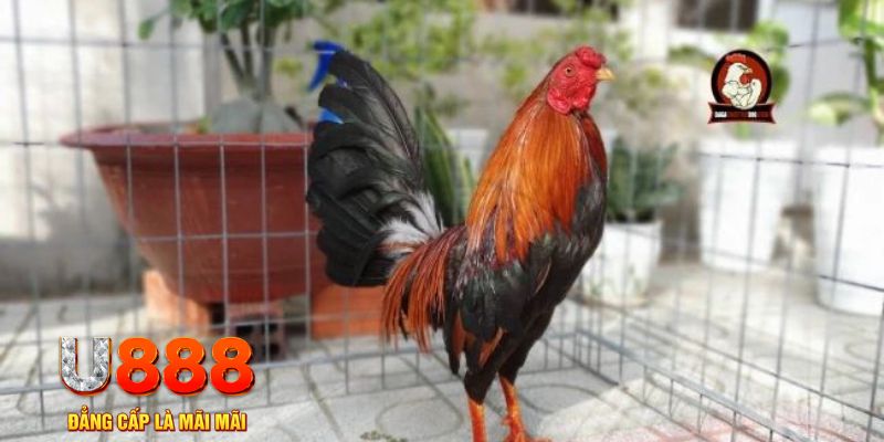 fb 88 ﻿nổ hủ la gi